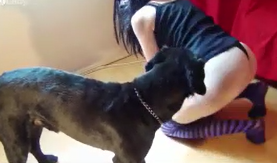 Película casera de la mujer dando el coño para el perro