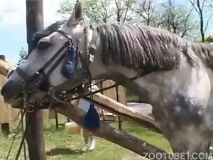 Vídeo de sexo con caballo y morena chupapollas